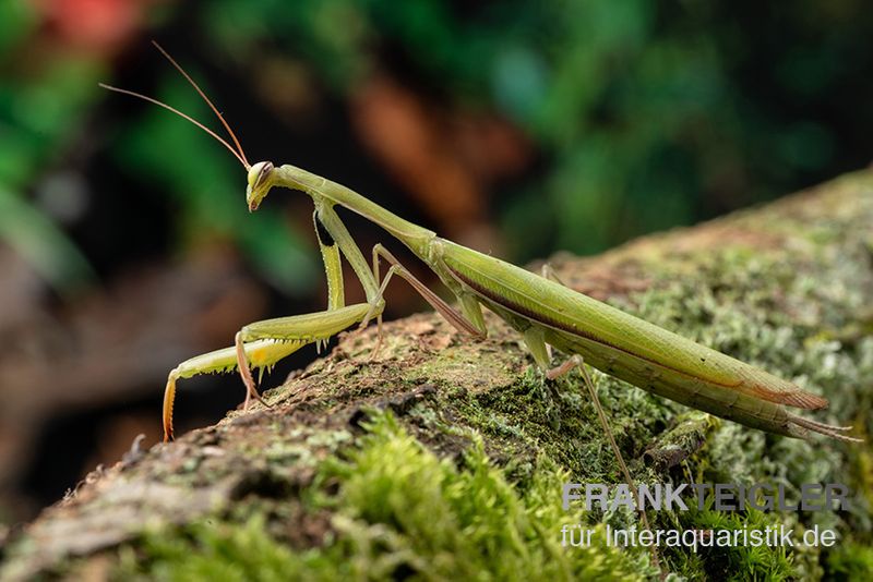 Europäische Gottesanbeterin, Mantis religiosa