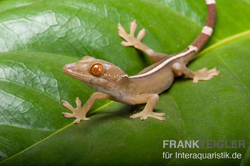 Streifengecko, Gekko vittatus