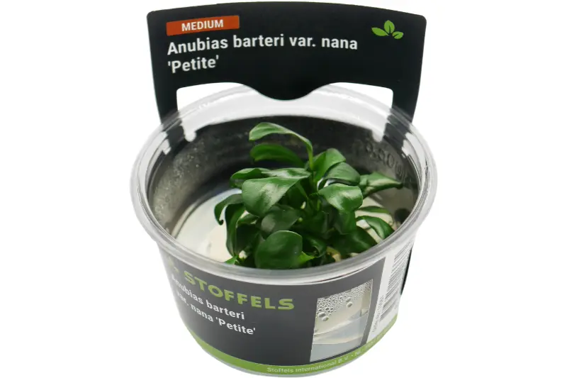 Bonsai-Zwergspeerblatt, Anubias nana "Petite", In Vitro