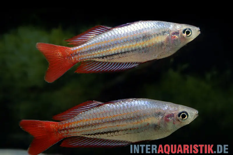 Westlicher Regenbogenfisch, Melanotaenia splendida australis