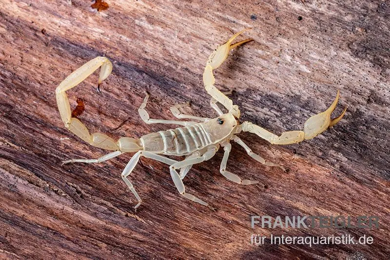 Arizona Bark Scorpion, Centruroides sculpturatus