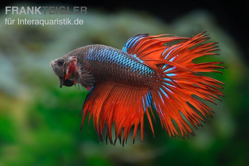 Crown Tail Kampffisch rotblau, Männchen, Betta splendens