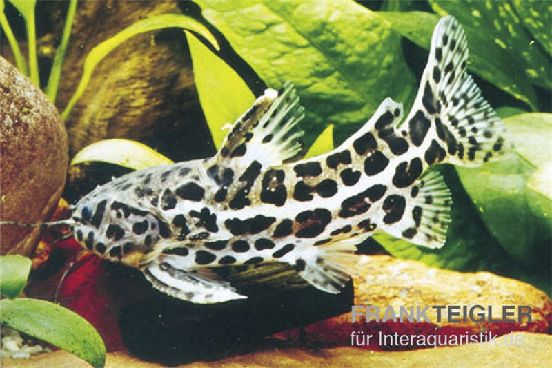 Jaguardornwels, Liosomadoras oncinus