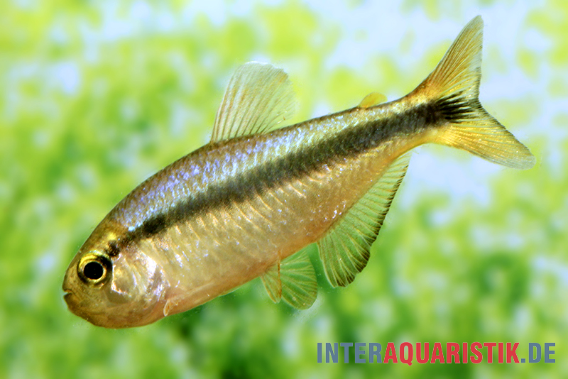 Lapis-Tetra, Hyphessobrycon cyanotaenia