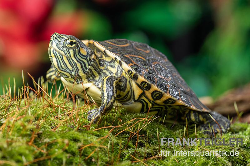 Nicaragua-Schmuckschildkröte, Trachemys emolli