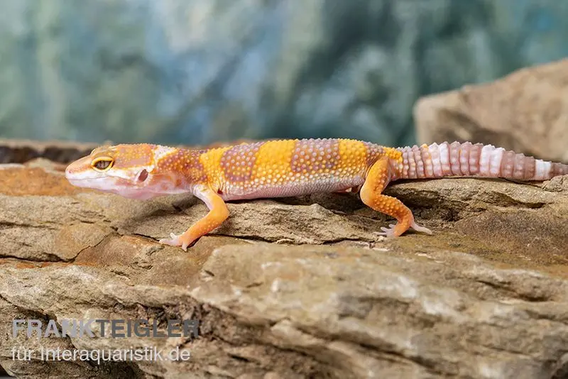 Leopardgecko, Eublepharis macularius, TANGERINE