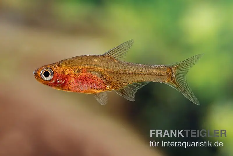 Glowlight-Rasbora, Sundadanio retiarius (Minifisch), 5 Stück