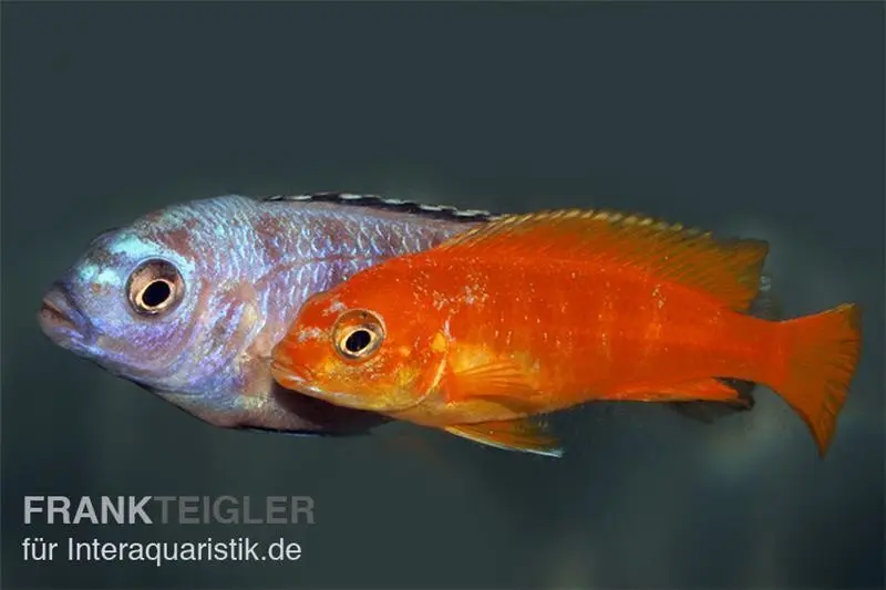 Saulosi Zebramaulbrüter, Pseudotropheus saulosi "korallenrot"