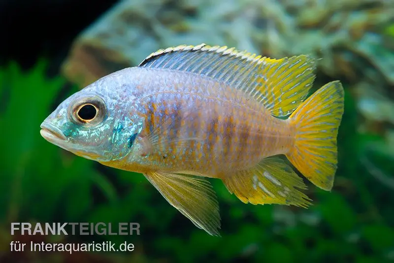 Placidochromis spec. JALO REEF, DNZ