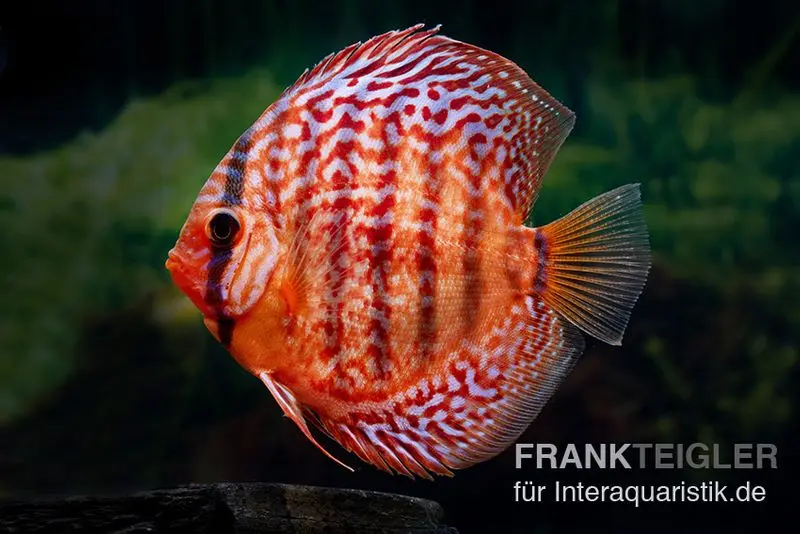 Diskusfisch ASIA-NZ, Symphysodon discus Red turquoise (Red royal), 2 Zoll, 5-6 cm