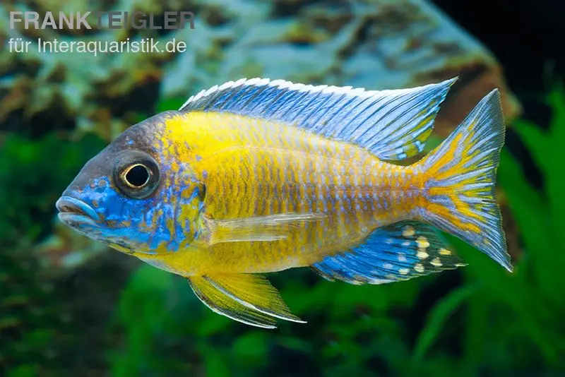 Aulonocara  steveni BLUE NEON HAI REEF , DNZ