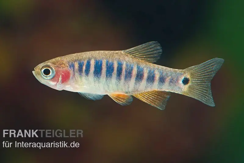 Querstreifen-Zwergbärbling, Danio erythromicron (Minifisch)