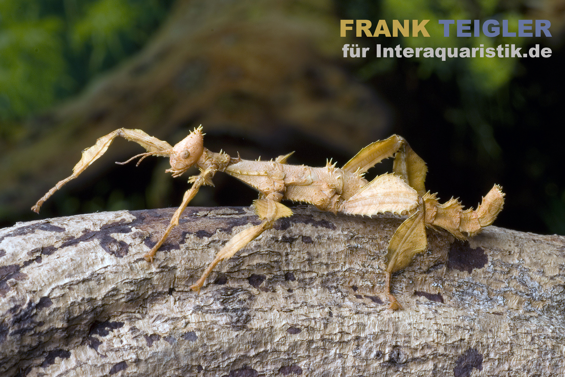 Australische Gespenstschrecke, Extatosoma tiaratum