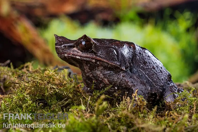 Java Zipfelfrosch, Megophrys montana