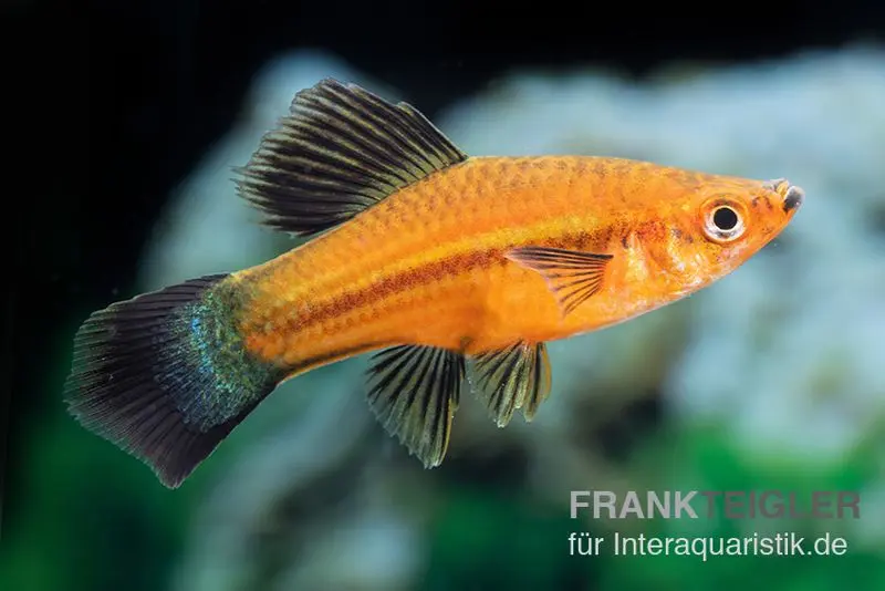 Wagtail Hochflossen-Schwertträger Rot, Xiphophorus helleri