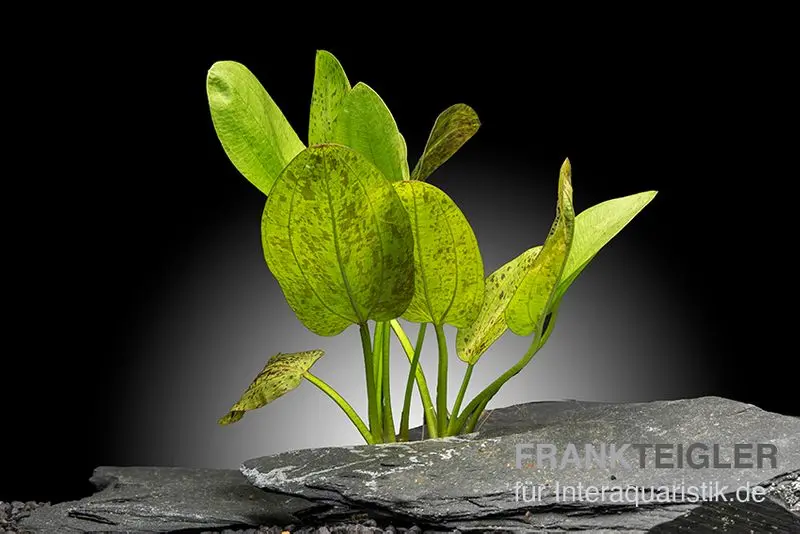 Froschlöffel "Getüpfelter Harbich", Echinodorus Dschungelstar Nr. 9 "Getüpfelter Harbich", im Topf