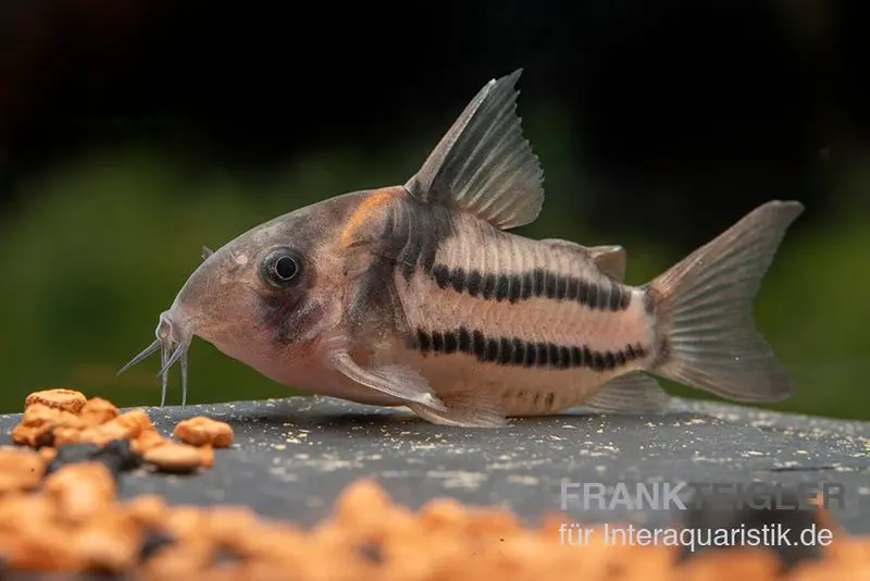 Corydoras aff. bifasciatus CW 127 "Super Parallelus"