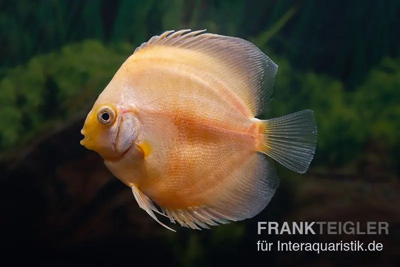 Diskusfisch ASIA-NZ, Symphysodon discus Golden Panda