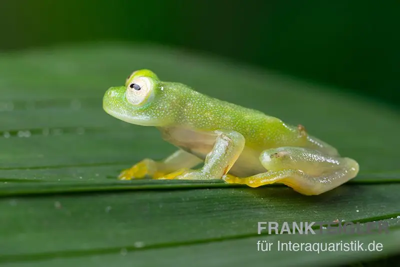 Fleischmann's Glasfrosch, Hyalinobatrachium fleischmanni