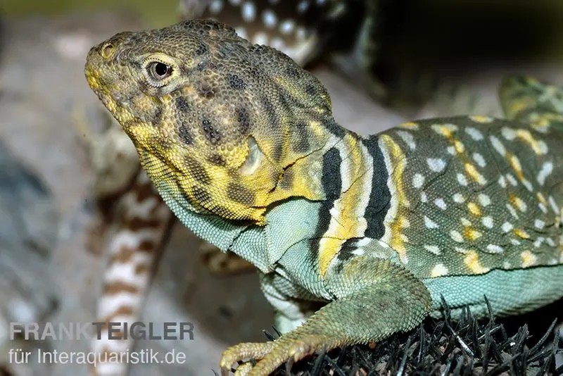 Halsbandleguan, Crotaphytus collaris