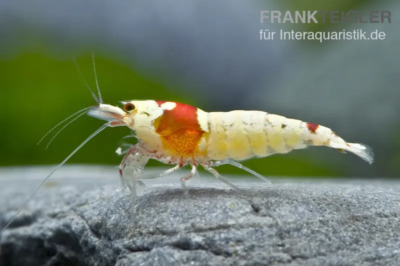 Red Bee Mosura Garnele, Caridina cf. cantonensis