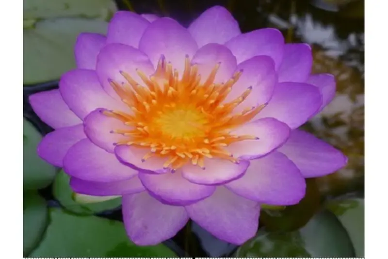 Lila Seerose, Nymphaea queen of siam