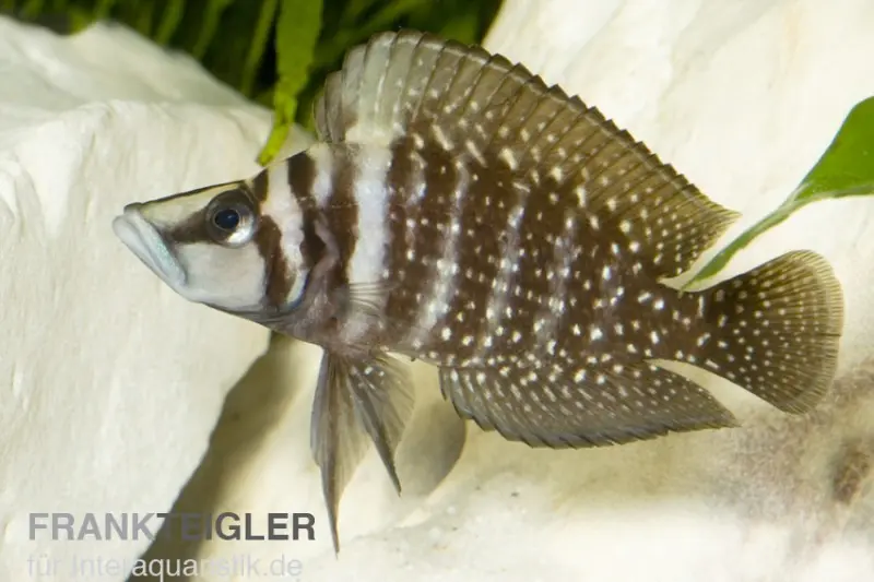 Perlhuhnbarsch, Altolamprologus calvus BLACK, DNZ