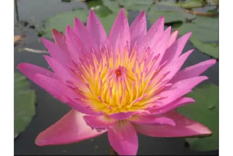 Pinke Seerose, Nymphaea tropical pink