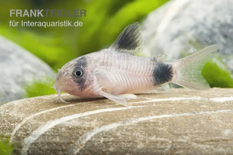 Panda-Panzerwels, Corydoras panda