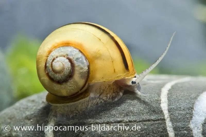 Zebra-Apfelschnecke, Asolene spixi