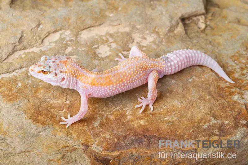 Leopardgecko, Eublepharis macularius, WHITE & YELLOW