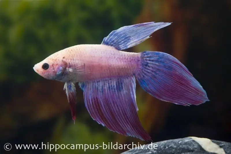 Long Tail Kampffisch mirabell, Männchen, Betta splendens