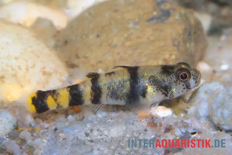 Bombay-Goldringelgrundel, Brachygobius nunus (Minifisch)