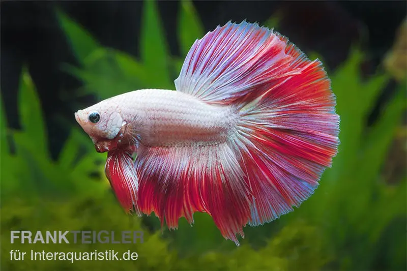 Halfmoon Kampffisch Multi Color NZ, Männchen, Betta splendens