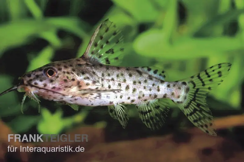 Schwarzer Fiederbartwels, Synodontis nigrita