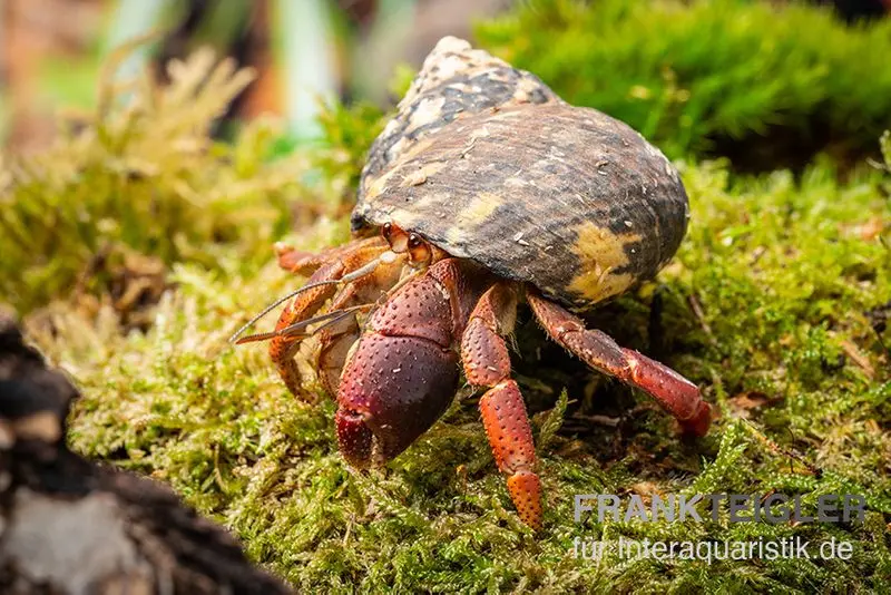 Karibik-Einsiedlerkrebs, Coenobita clypeatus