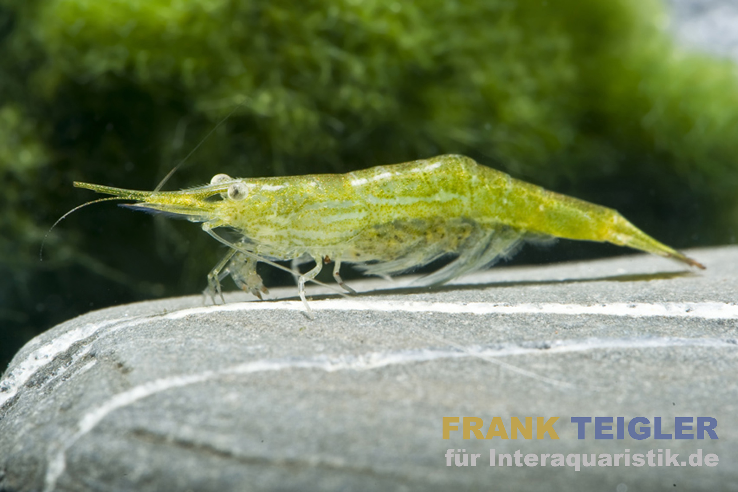 Grüne Nashorngarnele, Caridina hodgarti