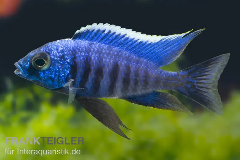 Azur-Cichlide, Copadichromis azureus Likoma, DNZ