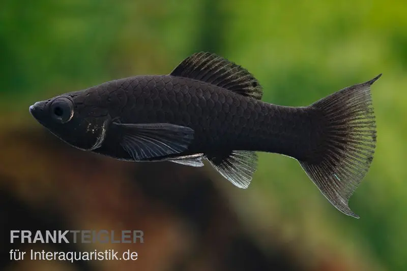 Black Molly Lyra, Poecilia sphenops