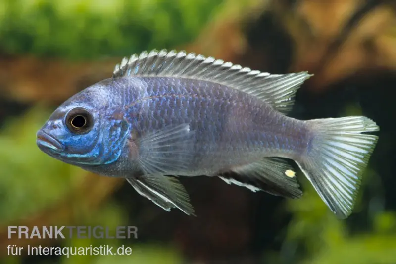 Gelbschwanz-Maulbrüter, Pseudotropheus spec. acei Luwala, DNZ