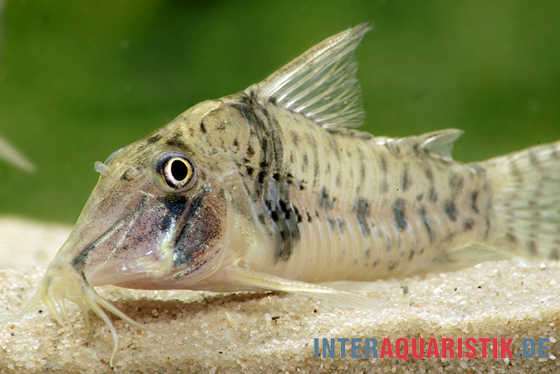 Tigerpanzerwels, Corydoras orcesi