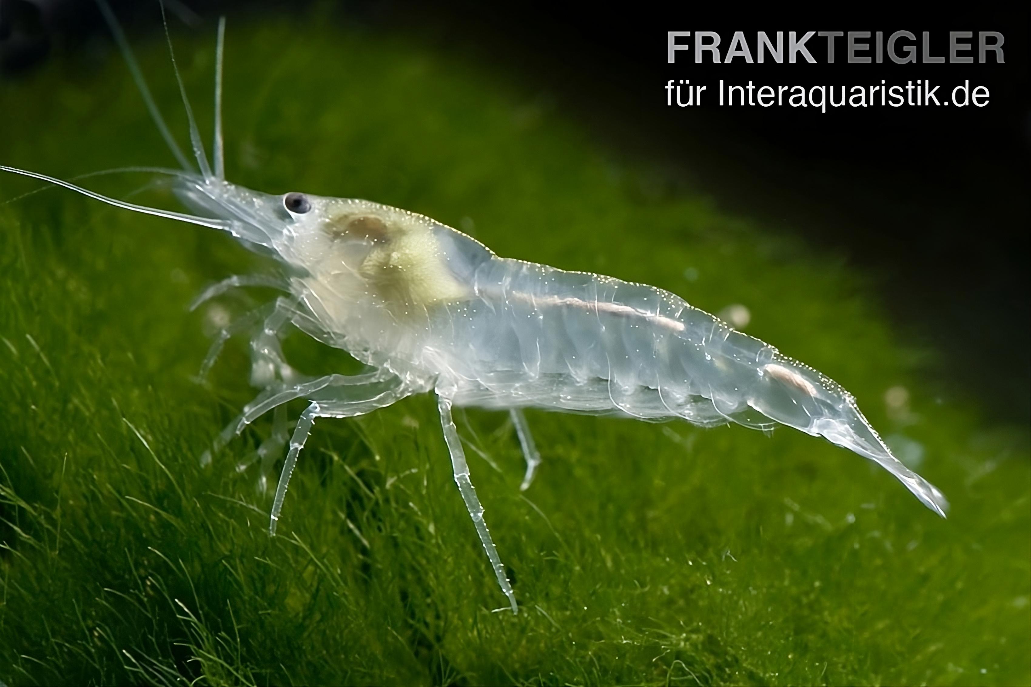 White Pearl Garnele, Neocaridina palmata var. "White Pearl"