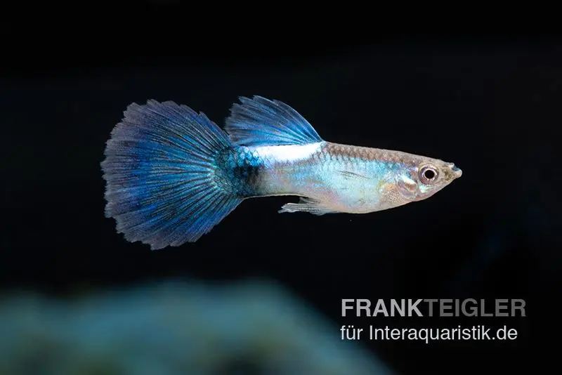 Guppy Blue Queen, Poecilia reticulata