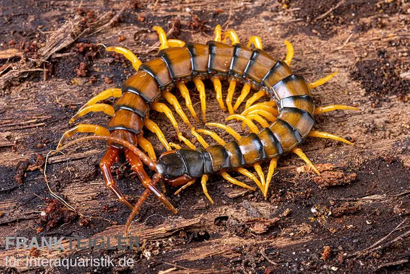 Trigonopodus-Hundertfüßer, Ethmostigmus trigonopodus Niger, Gelb