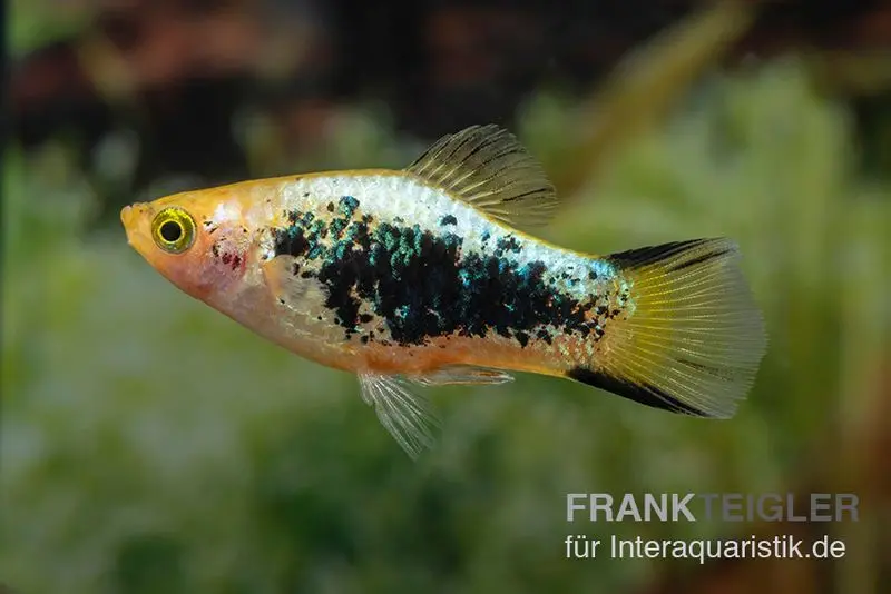 Gelber Tuxedo Komet Platy, Xiphophorus maculatus