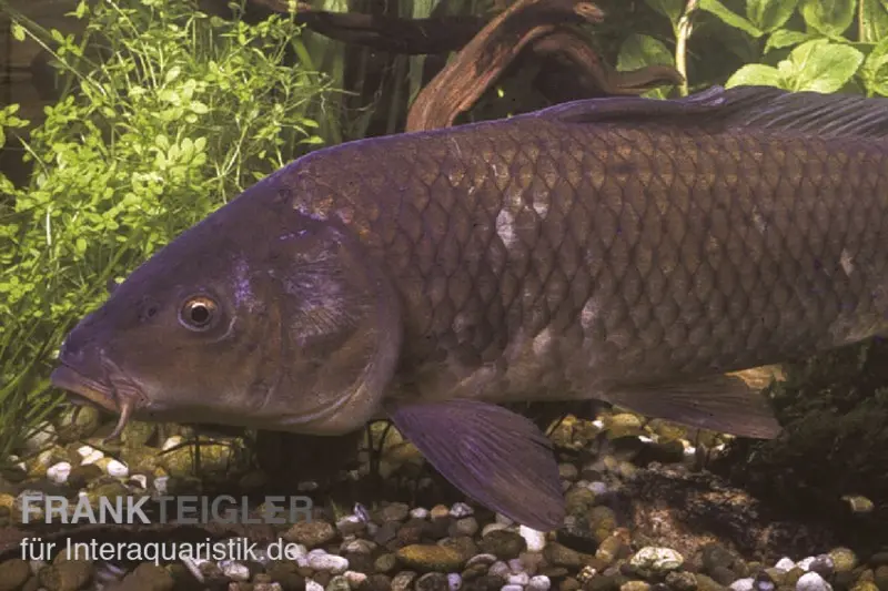 Schuppenkarpfen, Cyprinus carpio