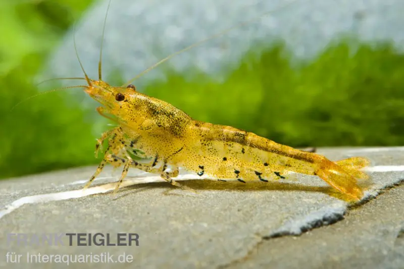 Goldene Tigergarnele/Tangerine Tiger, Caridina cf. cantonensis