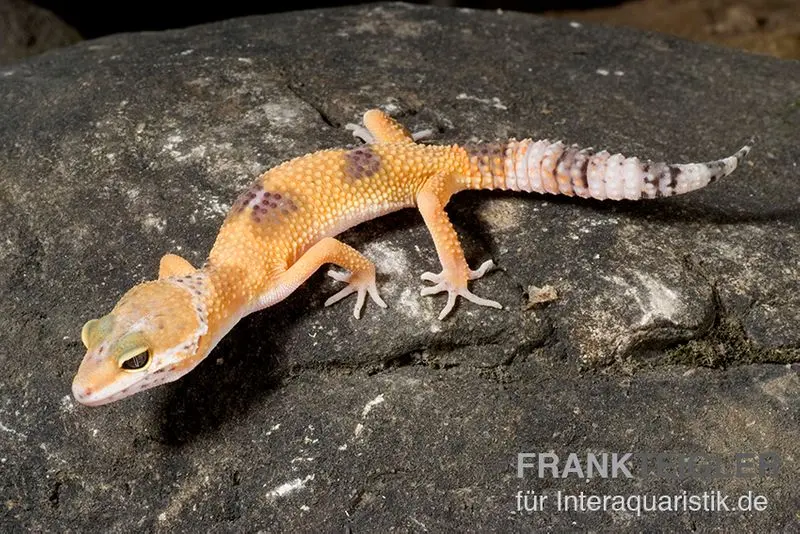 Leopardgecko, Eublepharis macularius, HIGH YELLOW