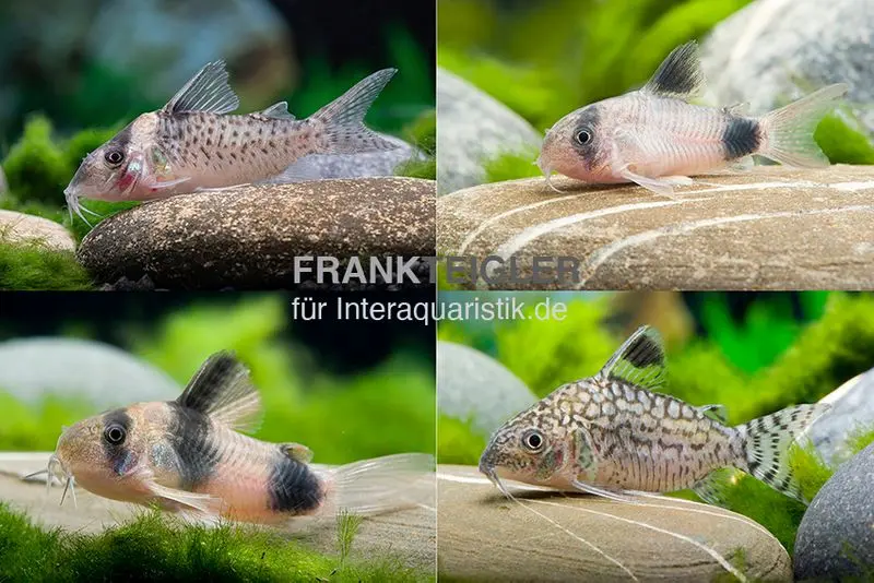 10x Panzerwels im Mix, Corydoras sp.