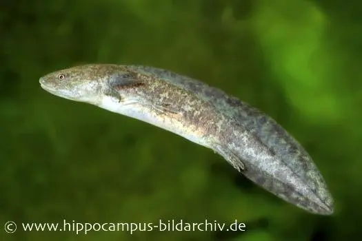 Axolotl XL naturfarben, Ambystoma mexicanum, 18 cm